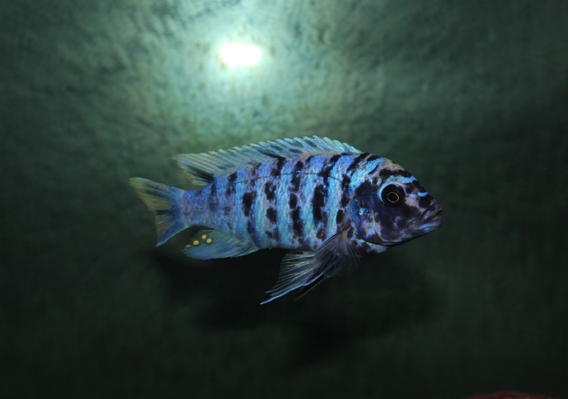 Maylandia zebra 'Likoma Island'